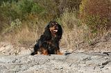 CAVALIER KING CHARLES 037